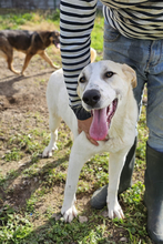 AGATHA, Hund, Herdenschutzhund-Mix in Spanien - Bild 3