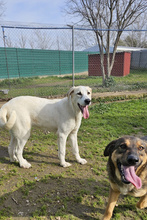 AGATHA, Hund, Herdenschutzhund-Mix in Spanien - Bild 4