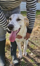 AGATHA, Hund, Herdenschutzhund-Mix in Spanien - Bild 6