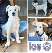 ICE, Hund, Mischlingshund in Wedemark