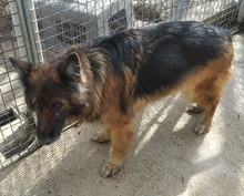 ROSA, Hund, Deutscher Schäferhund in Spanien