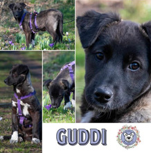 GUDDI, Hund, Mischlingshund in Ribnitz-Damgarten - Bild 4