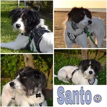 SANTO, Hund, Mischlingshund in Gelsenkirchen - Bild 1