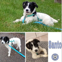 SANTO, Hund, Mischlingshund in Gelsenkirchen - Bild 2