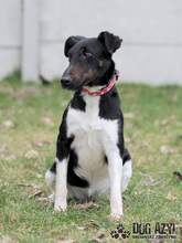 CELESTE, Hund, Mischlingshund in Slowakische Republik - Bild 10