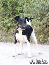 CELESTE, Hund, Mischlingshund in Slowakische Republik - Bild 20