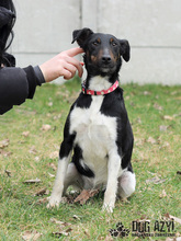 CELESTE, Hund, Mischlingshund in Slowakische Republik - Bild 5