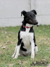 CELESTE, Hund, Mischlingshund in Slowakische Republik - Bild 6