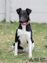 CELESTE, Hund, Mischlingshund in Slowakische Republik - Bild 9