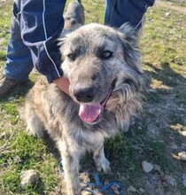 SKY, Hund, Mischlingshund in Rumänien - Bild 1