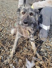 SKY, Hund, Mischlingshund in Rumänien - Bild 2