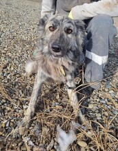 SKY, Hund, Mischlingshund in Rumänien - Bild 3