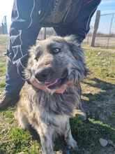 SKY, Hund, Mischlingshund in Rumänien - Bild 5