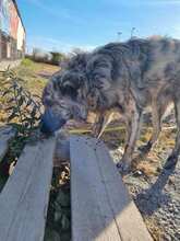 SKY, Hund, Mischlingshund in Rumänien - Bild 6