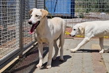 ALEX, Hund, Maremmano-Mix in Italien - Bild 18