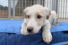 ALEX, Hund, Maremmano-Mix in Italien - Bild 19