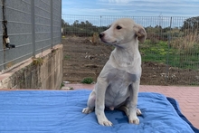 ALEX, Hund, Maremmano-Mix in Italien - Bild 20