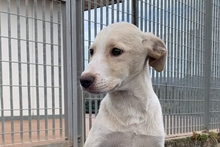 ALEX, Hund, Maremmano-Mix in Italien - Bild 21