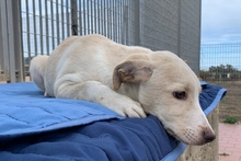 ALEX, Hund, Maremmano-Mix in Italien - Bild 22