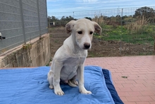 ALEX, Hund, Maremmano-Mix in Italien - Bild 24
