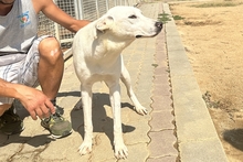 ALINA, Hund, Maremmano-Mix in Italien - Bild 3