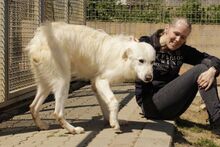 TANCAU, Hund, Pastore Fonnese-Mix in Issum - Bild 13