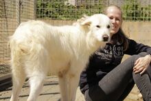 TANCAU, Hund, Pastore Fonnese-Mix in Issum - Bild 15