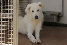 TANCAU, Hund, Pastore Fonnese-Mix in Issum - Bild 17