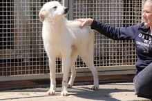 TANCAU, Hund, Pastore Fonnese-Mix in Issum - Bild 22