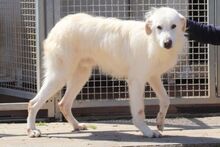 TANCAU, Hund, Pastore Fonnese-Mix in Issum - Bild 23