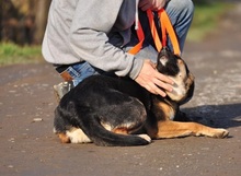 POLLYN9, Hund, Mischlingshund in Slowakische Republik - Bild 6