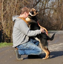 POLLYN9, Hund, Mischlingshund in Slowakische Republik - Bild 7