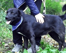 DRAPPER, Hund, Mischlingshund in Slowakische Republik - Bild 3