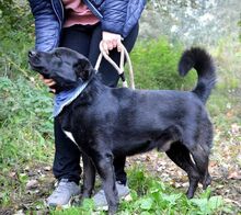 DRAPPER, Hund, Mischlingshund in Slowakische Republik - Bild 4