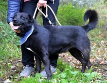 DRAPPER, Hund, Mischlingshund in Slowakische Republik - Bild 5