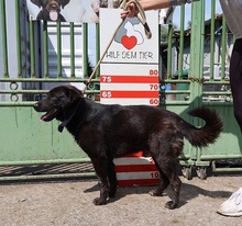 DRAPPER, Hund, Mischlingshund in Slowakische Republik - Bild 6