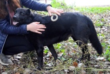 DRAPPER, Hund, Mischlingshund in Slowakische Republik - Bild 9