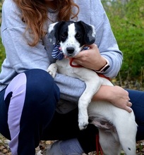 JURKO, Hund, Mischlingshund in Slowakische Republik - Bild 10