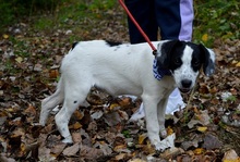 JURKO, Hund, Mischlingshund in Slowakische Republik - Bild 2