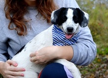 JURKO, Hund, Mischlingshund in Slowakische Republik - Bild 3