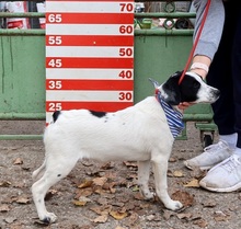 JURKO, Hund, Mischlingshund in Slowakische Republik - Bild 4