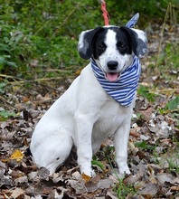 JURKO, Hund, Mischlingshund in Slowakische Republik - Bild 5