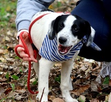 JURKO, Hund, Mischlingshund in Slowakische Republik - Bild 6