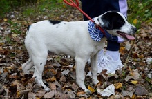 JURKO, Hund, Mischlingshund in Slowakische Republik - Bild 7