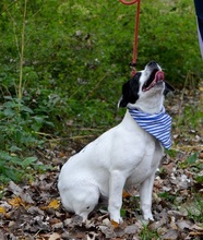 JURKO, Hund, Mischlingshund in Slowakische Republik - Bild 8