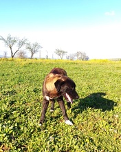 GRETEL, Hund, Mastin Español-Mix in Spanien - Bild 10