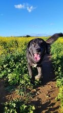 HÄNSEL, Hund, Mastin Español-Mix in Spanien - Bild 2