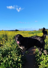 HÄNSEL, Hund, Mastin Español-Mix in Spanien - Bild 3