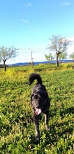 HÄNSEL, Hund, Mastin Español-Mix in Spanien - Bild 6