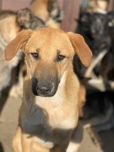 FLAKE, Hund, Mischlingshund in Rumänien - Bild 1